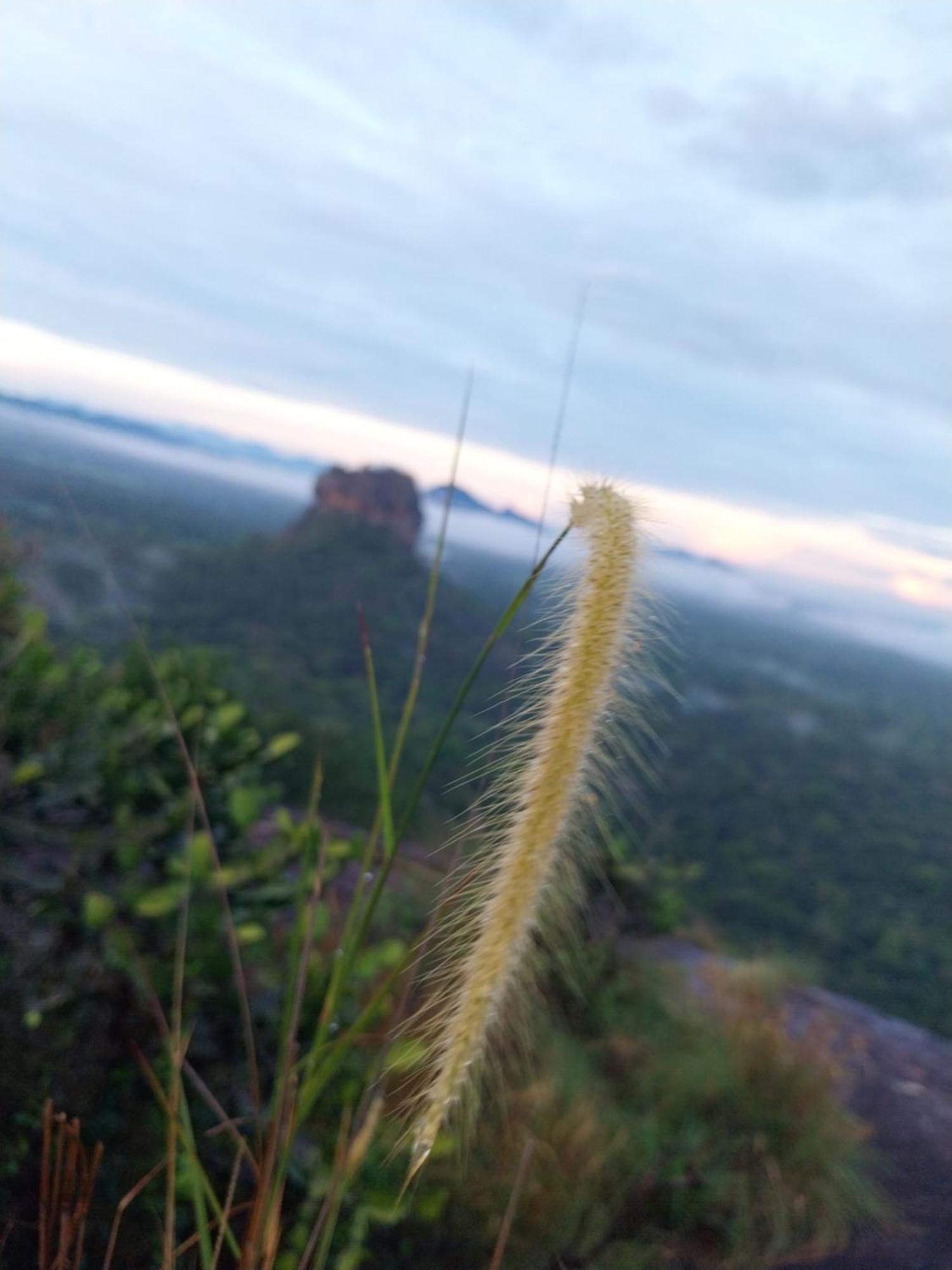 Near The Canal Homstay Sigiriya Dış mekan fotoğraf